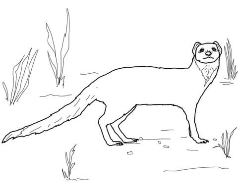 Slender Mongoose Coloring Page